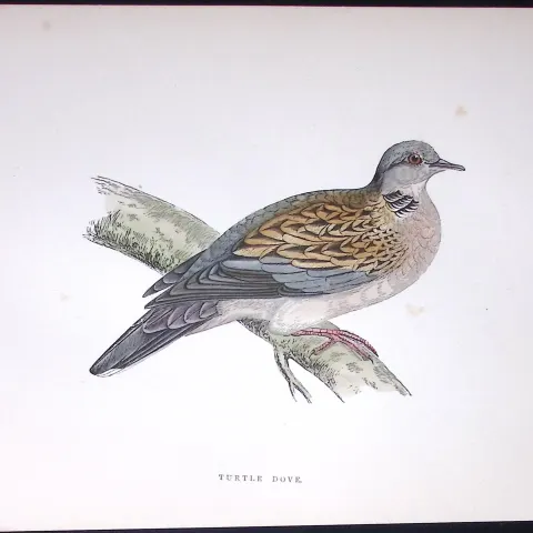 Turtle Dove Rev Morris Antique History of British Birds 130 Years-Old Engraving-41