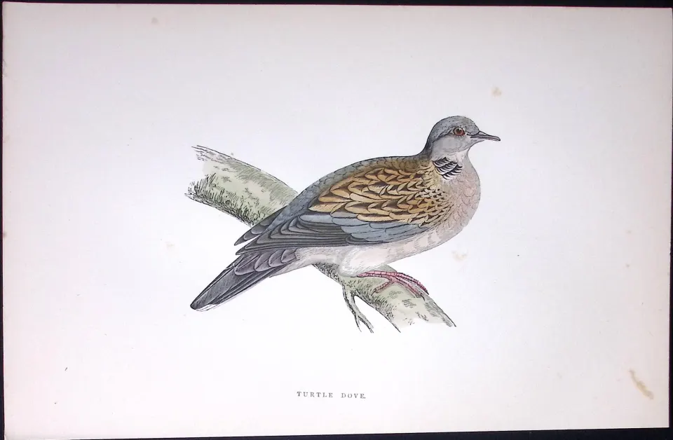 Turtle Dove Rev Morris Antique History of British Birds 130 Years-Old Engraving-41