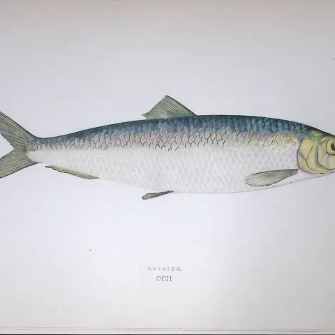 Herring Fish Scarce Antique 1877 J. Couch Woodblock Engraving-33