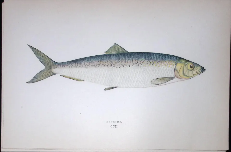 Herring Fish Scarce Antique 1877 J. Couch Woodblock Engraving-33