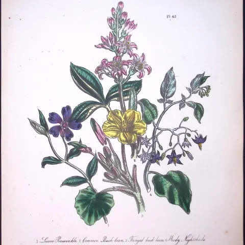 Rare 165-Yr-Old Antique Wildflower Gilt-Edged Illustration Jane Webb Loudon-45-A
