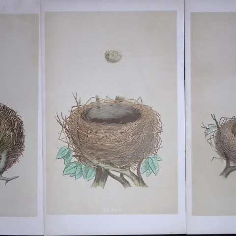 Job-Lot Bird Nests Whitethroat & Redwing Rev Morris Antique Engravings-10