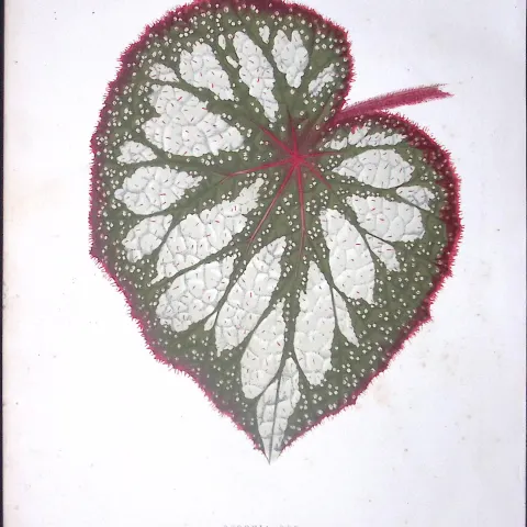 Begonia Rex Flower Antique Shirley Hibbard Greenhouse Coloured Print-1
