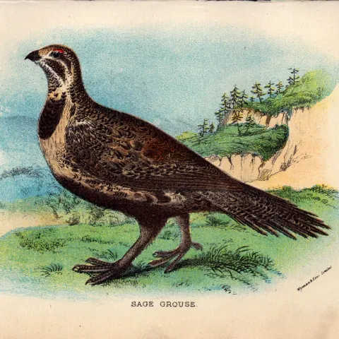 Sage Grouse British Bird Antique 1896 WR Ogilvie Grant Print.
