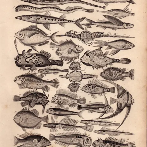 Ichthyology 34 Illustrations Species Marine Fishes Antique 154 Yrs-Old Steel Engraving -5.