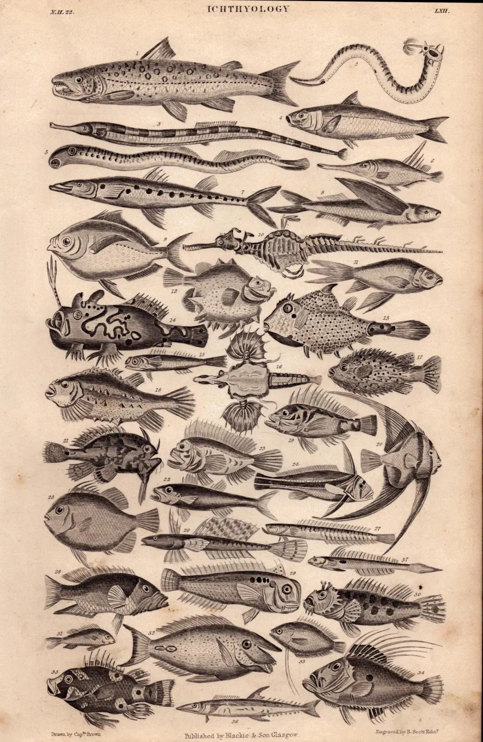 Ichthyology 34 Illustrations Species Marine Fishes Antique 154 Yrs-Old Steel Engraving -5.