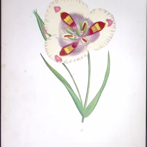 Butterfly Mariposa Lily Flower Antique Shirley Hibbard Greenhouse Coloured Print-14