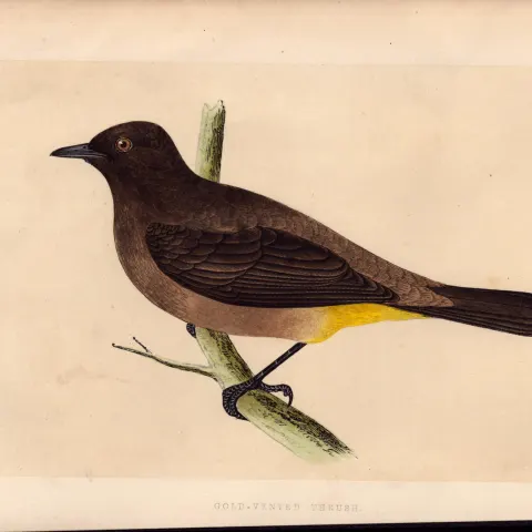 Gold-Vented Thrush Rev Morris Antique History of British Birds Engraving.