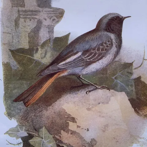 EARLY BIRDS OF THE WILD PEARLY BIRDS OF THE WILD PRINTS  SET IN A GLAZED WOODEN FRAME