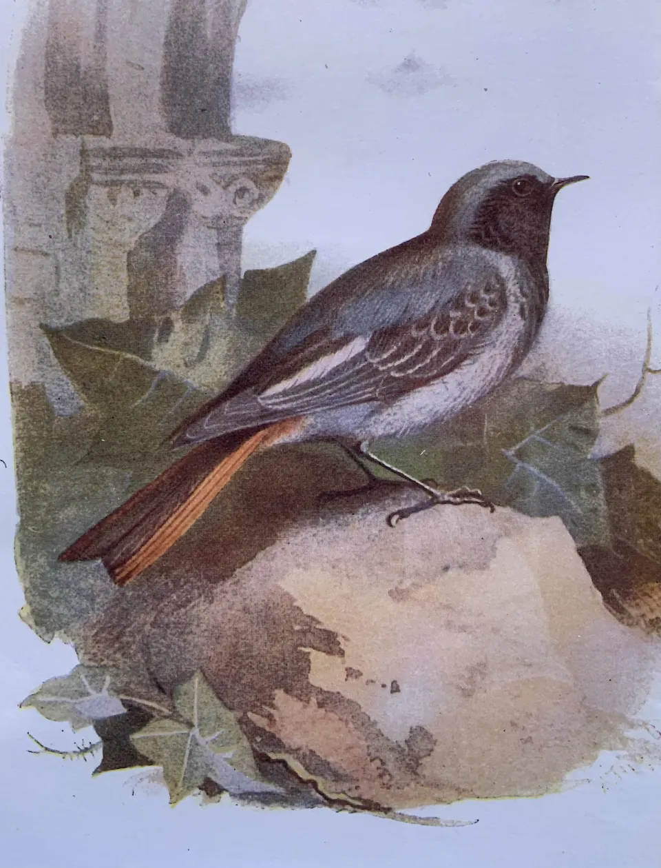 EARLY BIRDS OF THE WILD PEARLY BIRDS OF THE WILD PRINTS  SET IN A GLAZED WOODEN FRAME
