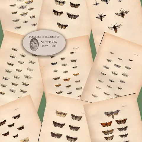Job Lot Rev Morris British Moths 1896 Antique Hand-Coloured Lithographs -2.