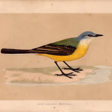 Grey Headed Wagtail  Rev Morris Antique History of British Birds Engraving.