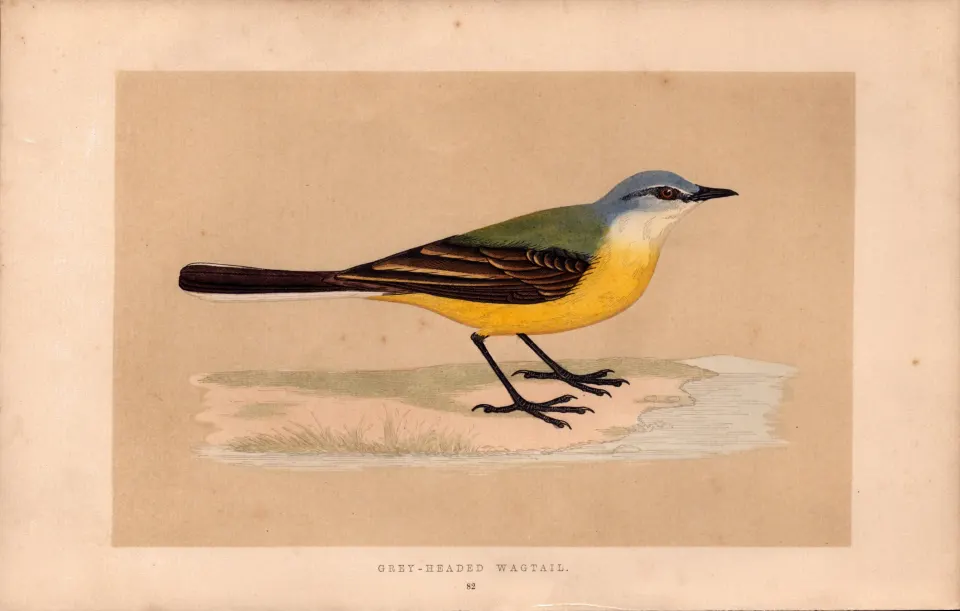 Grey Headed Wagtail  Rev Morris Antique History of British Birds Engraving.
