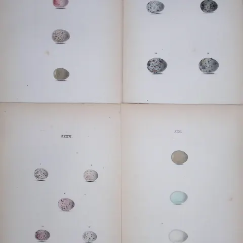 Warbler Bird Species -William Hewitson Job lot of Antique  Hand-Coloured lithographs-7.