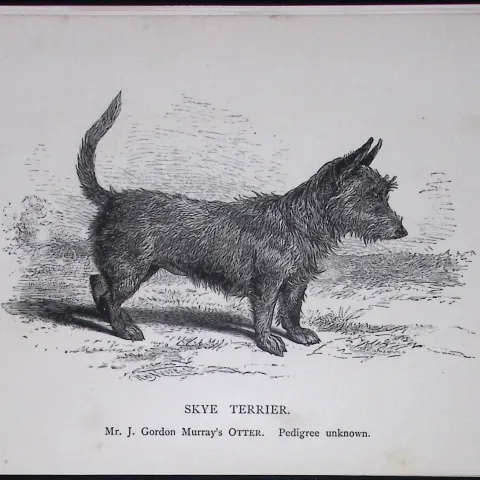 Skye Terrier British Dogs by Hugh Dalziel 1889 Antique Book Plate-61