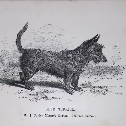 Skye Terrier British Dogs by Hugh Dalziel 1889 Antique Book Plate-61