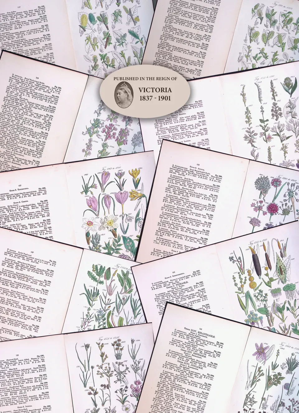 Job-Lot British Wild-Flowers  John Sowerby Antique Engraved Prints With Hand Colouring-4