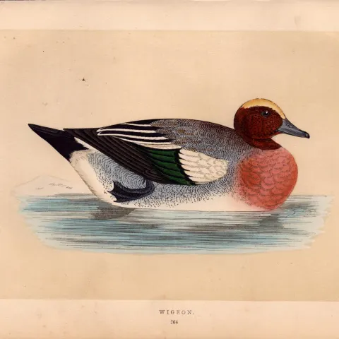 Wigeon Rev Morris Antique History of British Birds Engraving.
