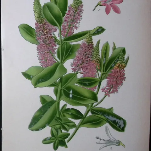 Shrubby Speedwell Edward Step Rare Antique Botanical Book Plate-214