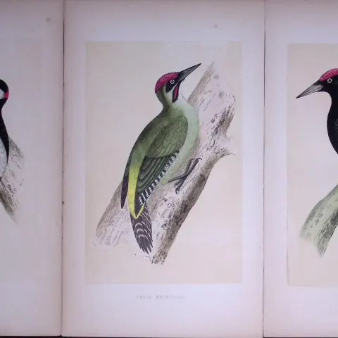 Job-Lot The Woodpecker Family Rev Morris Antique Coloured Birds Engravings-10.