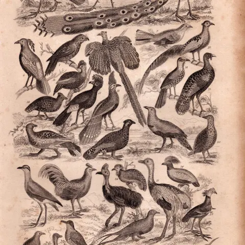 Ornithology Study of Birds 35 Illustrations Antique 154 Yrs-Old Steel Engraving -16.