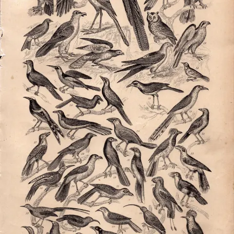 Victorian Birds 49 Species Antique Oliver Goldsmith Engravings XVI.