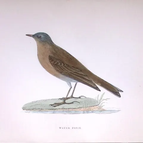 Water Pipit Rev Morris Antique History of British Birds 130 Years-Old Engraving-171