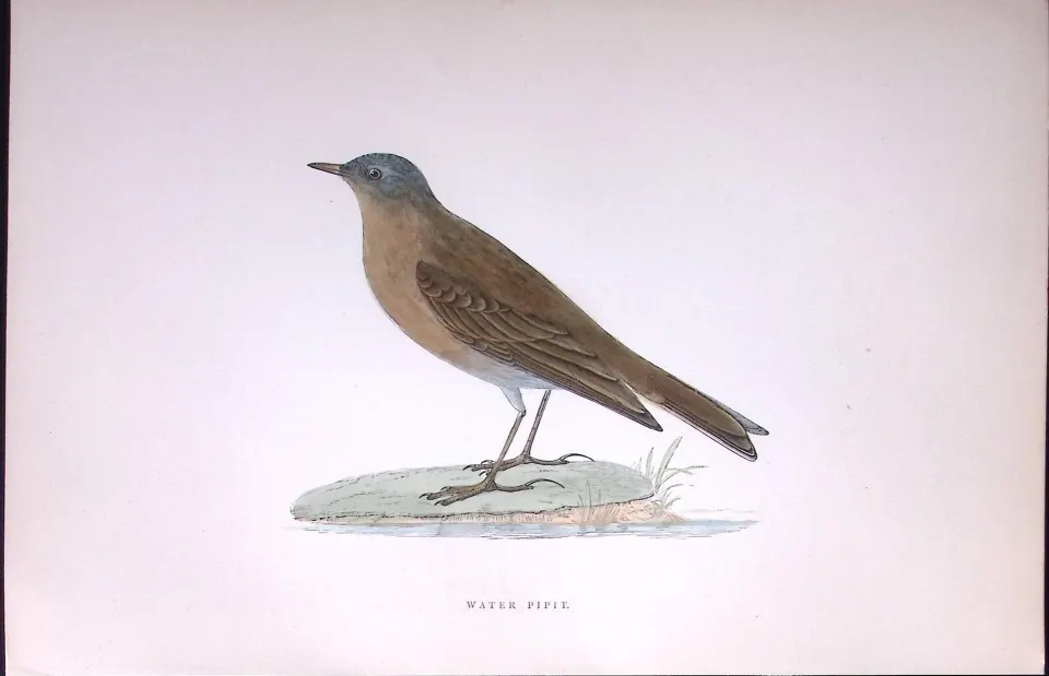 Water Pipit Rev Morris Antique History of British Birds 130 Years-Old Engraving-171