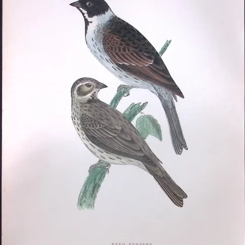 Reed Bunting Rev Morris Antique History of British Birds 130 Years-Old Engraving-186