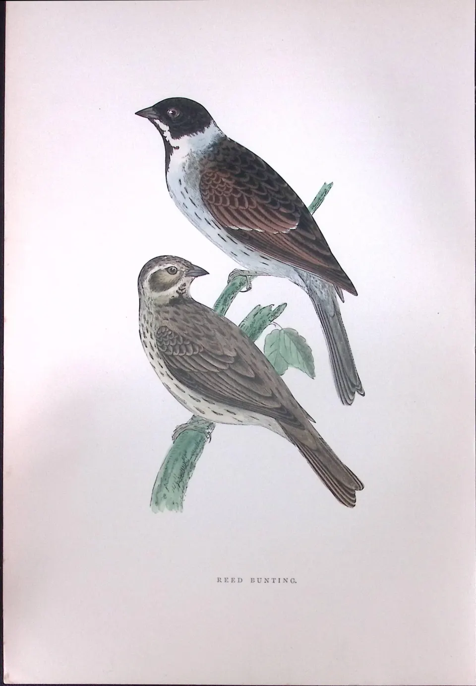 Reed Bunting Rev Morris Antique History of British Birds 130 Years-Old Engraving-186