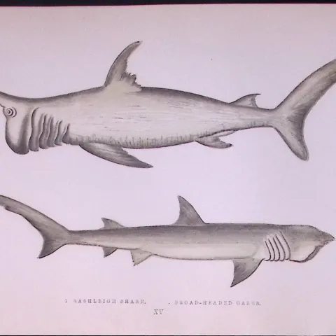 Rashleigh, Broad-Headed Sharks Antique 1877 J. Couch Woodblock Engraving-10