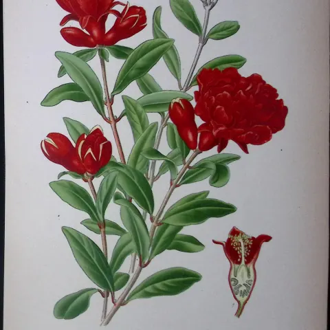 Pomegranate Edward Step Rare Antique Botanical Book Plate-101