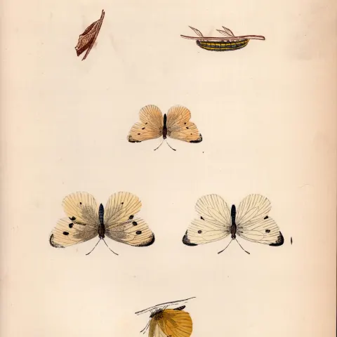 Small White Hand Coloured Antique Butterfly Plate Rev Morris-27.