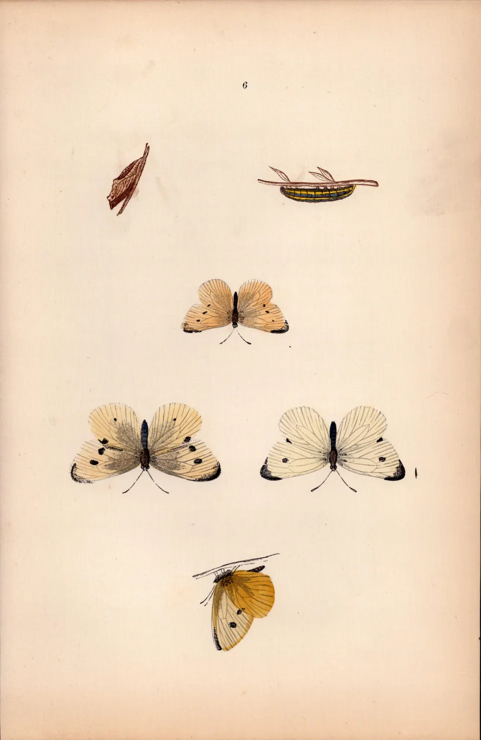 Small White Hand Coloured Antique Butterfly Plate Rev Morris-27.