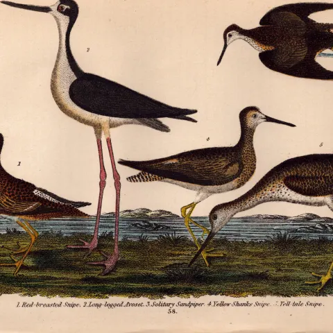Alexander Wilson Rare American Birds Red-Breasted Snipe, Avoset, Sandpiper-58.