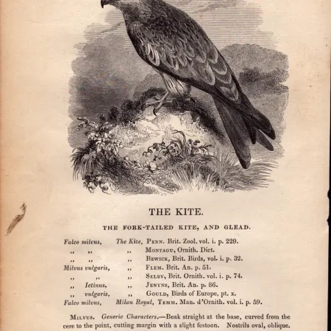 The Kite 1843 Victorian Antique Print British Birds by William Yarrell.