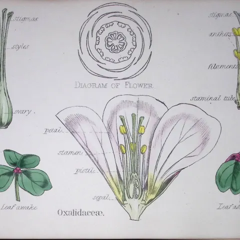Wood Sorrels Botanical Flower Diagram Rare Antique First Edition Illustration-17