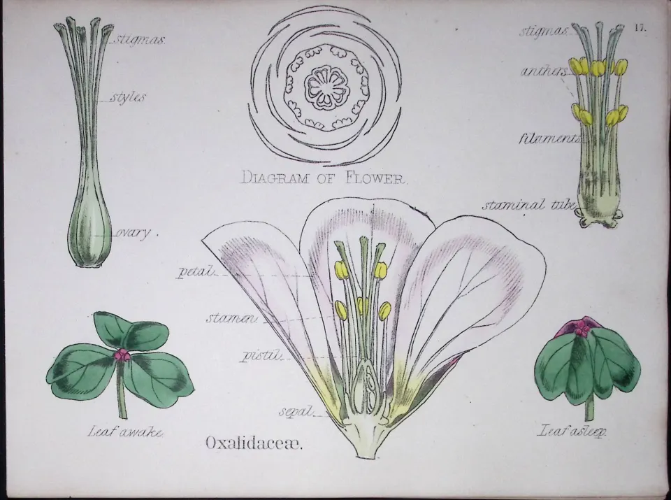Wood Sorrels Botanical Flower Diagram Rare Antique First Edition Illustration-17