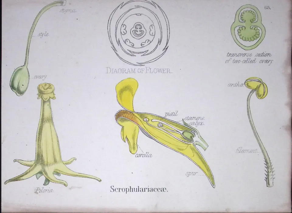 Figworts Botanical Flower Diagram Rare Antique First Edition Illustration-66