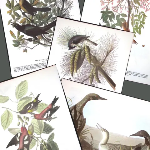 Job-Lot John James Audubon Birds of America 72-Year-Old Coloured Book Plates-10