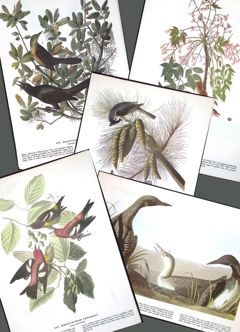 Job-Lot John James Audubon Birds of America 72-Year-Old Coloured Book Plates-10