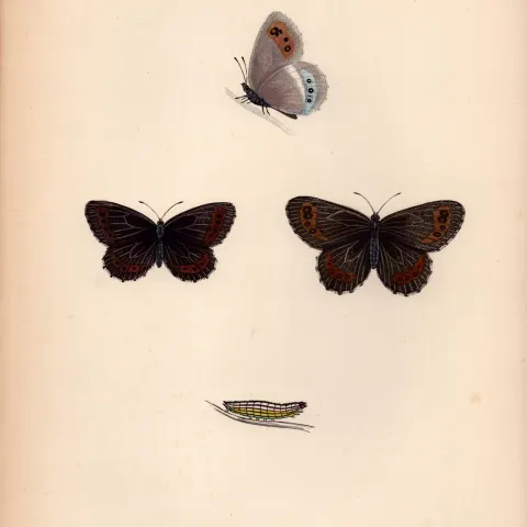 Arran Argus Hand Coloured Antique Butterfly Plate Rev Morris-63.