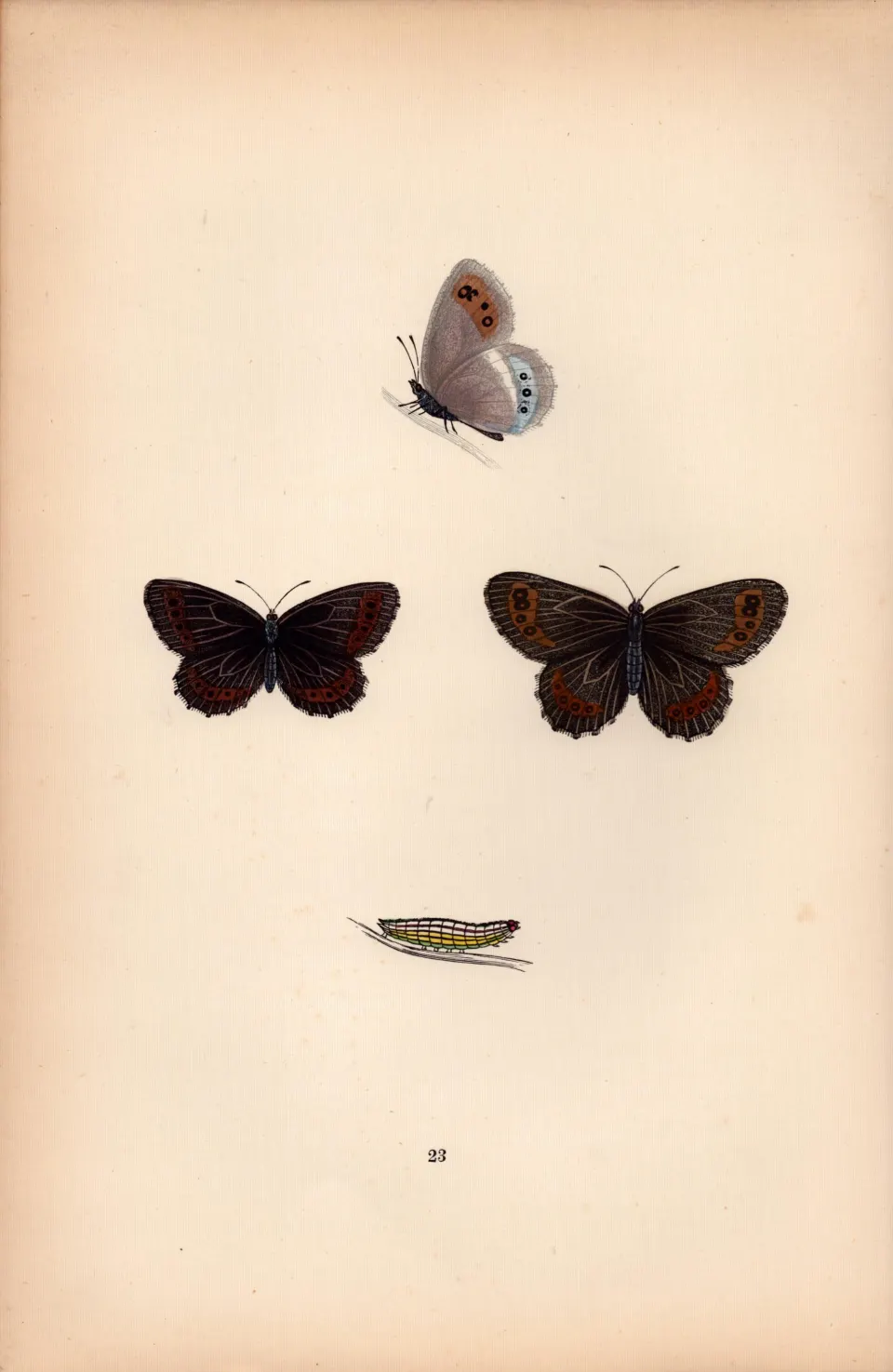 Arran Argus Hand Coloured Antique Butterfly Plate Rev Morris-63.