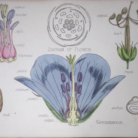 Geranium Botanical Flower Diagram Rare Antique First Edition Illustration-18