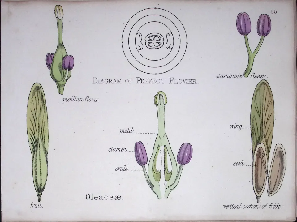 Olive Family Botanical Flower Diagram Rare Antique First Edition Illustration-55