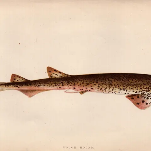 Rough Hound Shark Antique 1869Johnathan Couch Coloured Engraving.