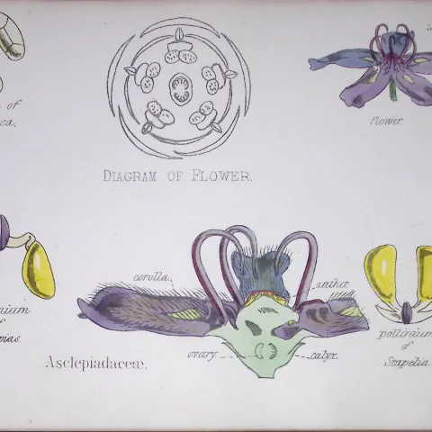 Milkweeds Botanical Flower Diagram Rare Antique First Edition Illustration-58