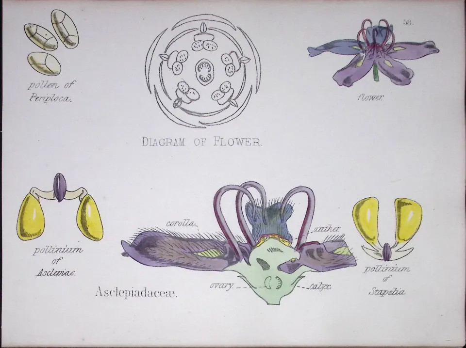 Milkweeds Botanical Flower Diagram Rare Antique First Edition Illustration-58