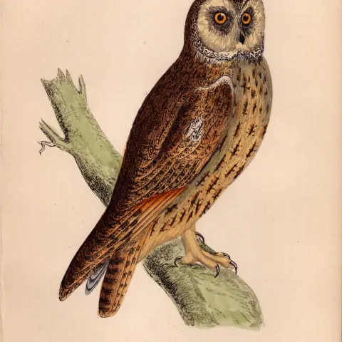 Long Eared Owl Rev Morris Antique1888 History of British Birds Engraving.13.