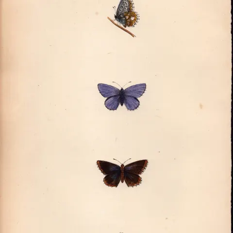 Clifden Blue Hand Coloured Antique Butterfly Plate Rev Morris-177.